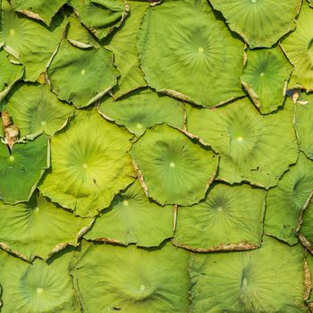 water lily leaf for pattern background