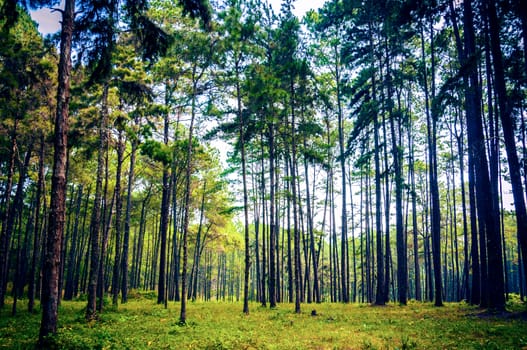 pine tree forest landscape
