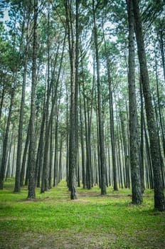 pine tree forest landscape