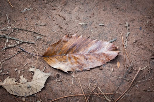 Dried leaf on soil closeup