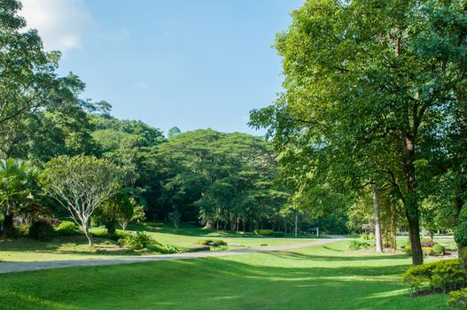 Green of Garden Landscape