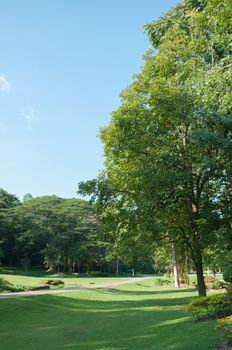 Green of Garden Landscape