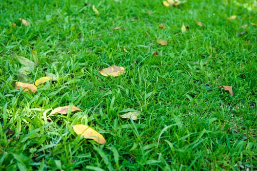 grass of natural background
