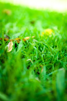 grass of natural background