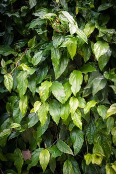 Long pepper, Indian long pepper, Javanese long pepper plant in garden