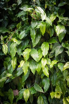 Long pepper, Indian long pepper, Javanese long pepper plant in garden