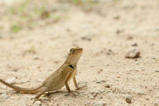closeup of lizard in the forest