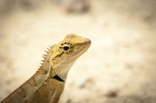 closeup of lizard in the forest