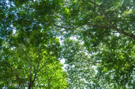 Green leaves tree pattern background