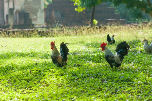 Bantam Animal in garden