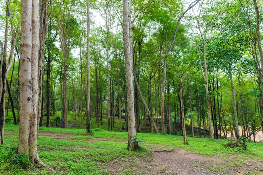 Tree nature Park Landscape