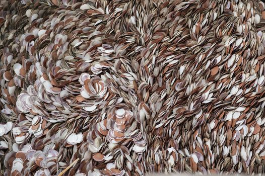 Pattern background of die shellfish