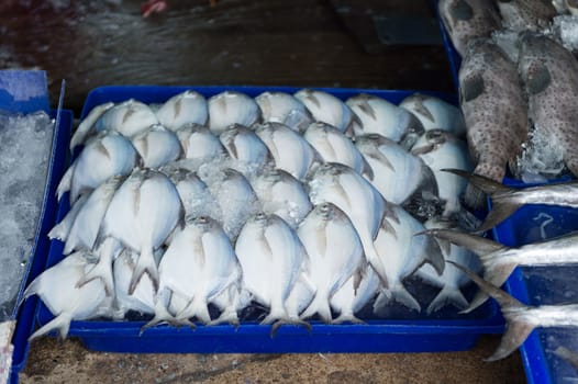 Pompano White in fish market
