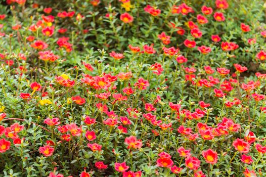 closeup of small red flower