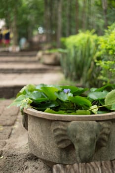 Closeup of pond with water lily in garden