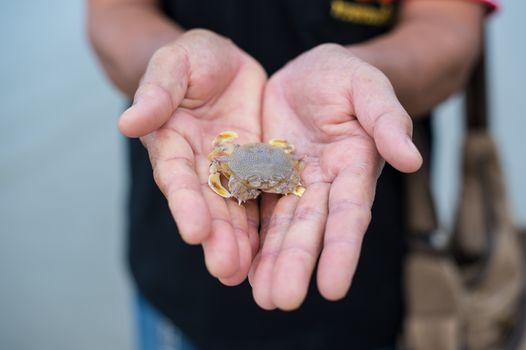 Closeup of baby sea crab in hand