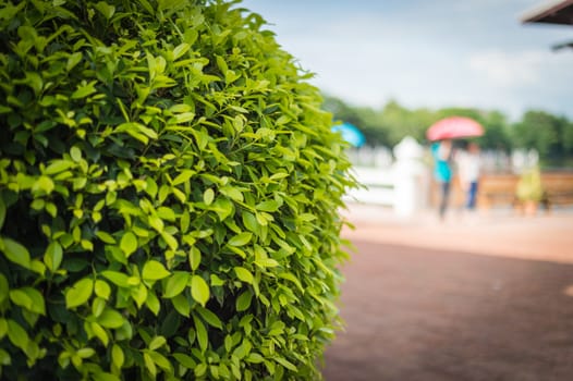 closeup of green leaf in garden decorate