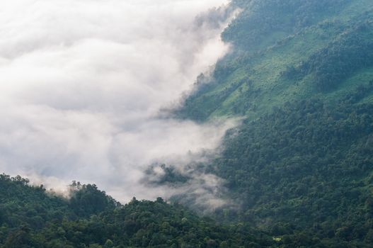 Foggy and mountain of Phu Chi Fa landscape, Thailand