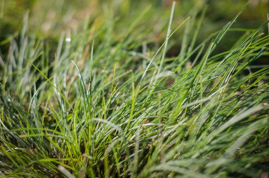 Closeup of Green Grass