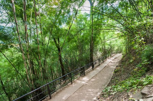 Walk path in forest, travel of Phukradueng, Loei province, Thailand