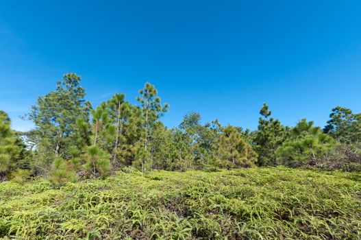 Pine tree with blue sky landscape