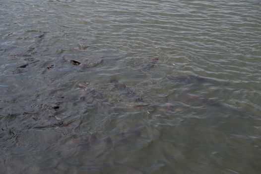 closeup group of fish in river