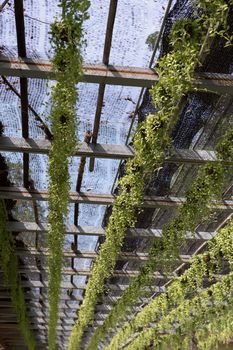 roof plant in garden