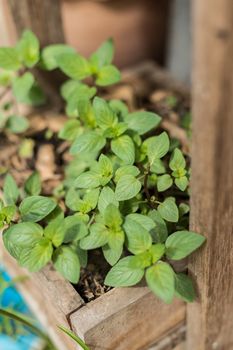 Closeup of black mint plant in pot
