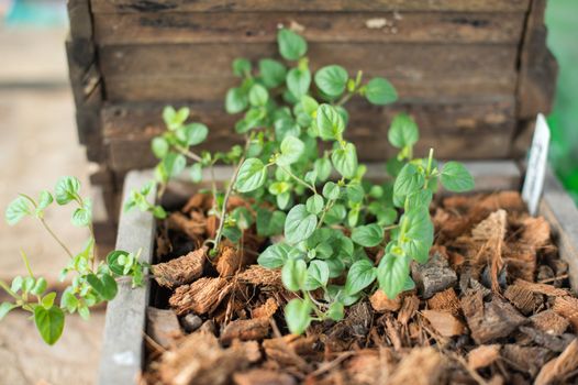 Closeup of oregano plant in pot