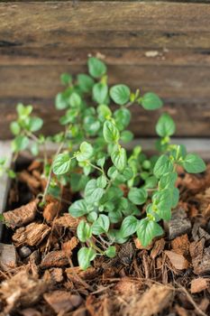 Closeup of oregano plant in pot