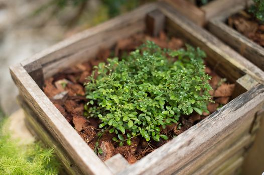 closeup of plant in pot