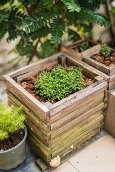 closeup of plant in pot