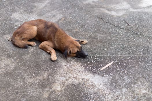 Dog sleeping on floor