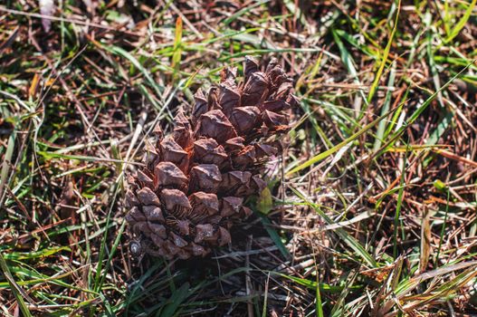 seed of pine on grass floor