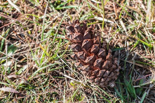 seed of pine on grass floor