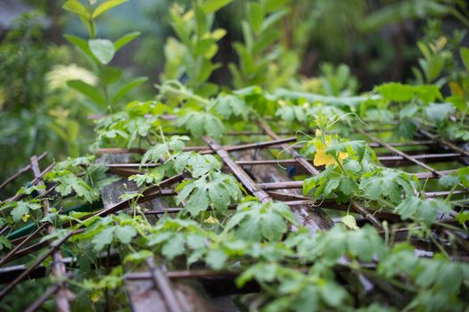 closeup of vegetable plant