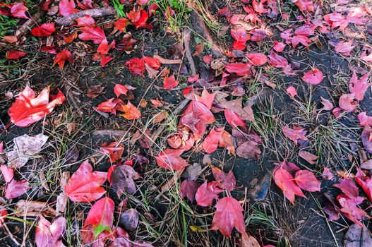 maple leaf on the floor