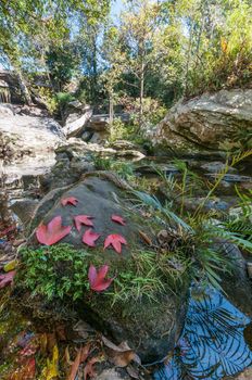 Waterfall in nature park landscape