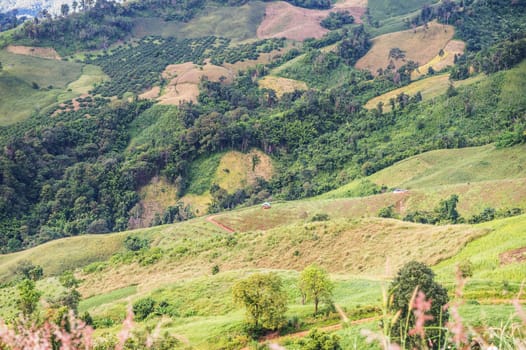 Closeup of tree in the mountain landscape