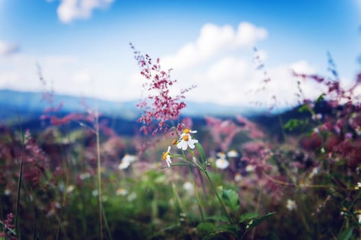 Closeup of white flower on mountain landscape