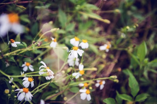 Closeup of white flower in garden