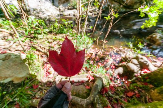 Closeup of hand holding maple leaf