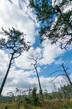 Landscape of Phu Kradueng National Park