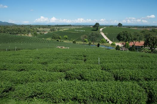 Landscape of tea plant field