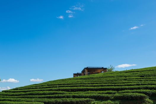 Landscape of tea plant field