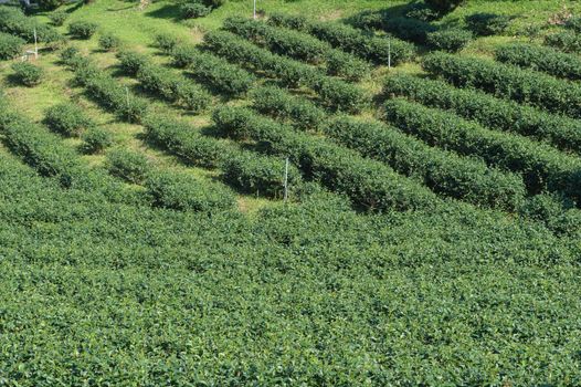 Landscape of tea plant field