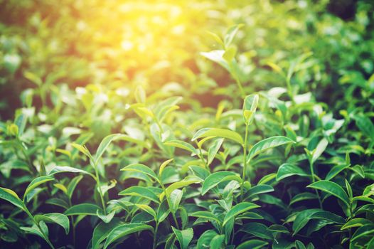 Closeup of tea plant