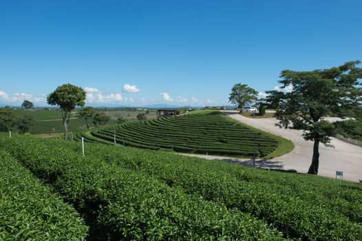 Landscape of tea plant field