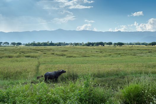 Landscape of field rice with clouds sky