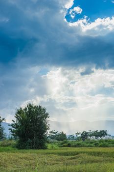 Landscape of field rice with clouds sky